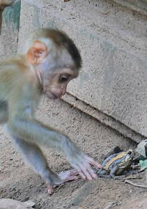 Best action baby monkey is playing with a frog! most happy baby monkey Lucie is trying to catch and play with frog, looking so funny... | Jane Family