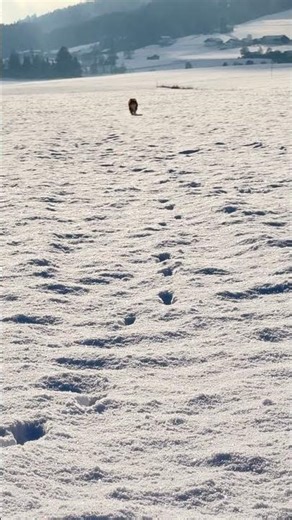 Lule the Miniature Australian Shepherd: Pure Joy Running in a Snowy Winter Wonderland!
