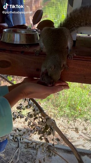 Pipthebabysquirrel on TikTok