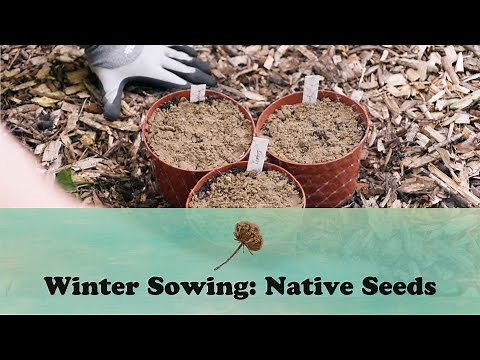 Winter Sowing: Native Seeds | Let's Grow Stuff