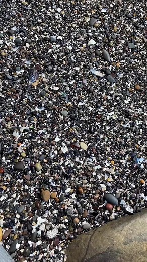 Beautiful Pebbly Beach - Close-up of Unique Shells