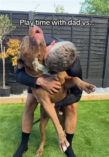 Play Time With Dad vs Mom: Why Dog Dads Play Rough