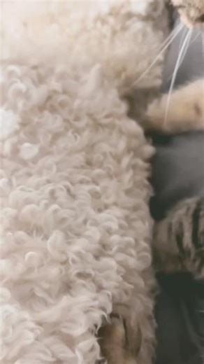 80K views · 2.6K reactions | It’s ok to mess up, as long as you can fess up… #pennythecat #talkingcat | Aymie Herman | Facebook