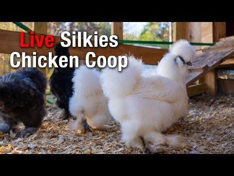 Happy New Year 2026 -The Fluffiest Chickens on Earth? 🐔 LIVE Silkie Bantam Cam