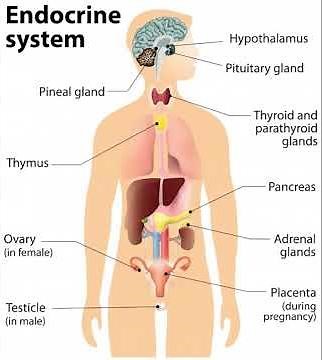 ANATOMY OF THE ENDOCRINE SYSTEM