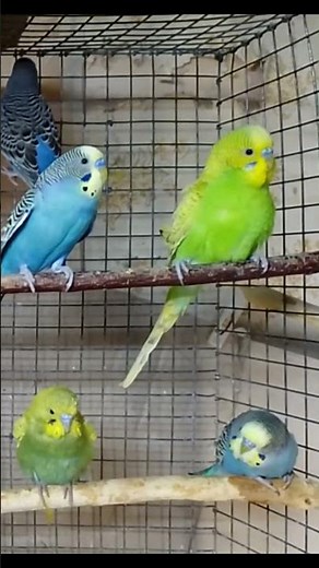 Budgie Daily Life | Cute Parakeet Cage Moments