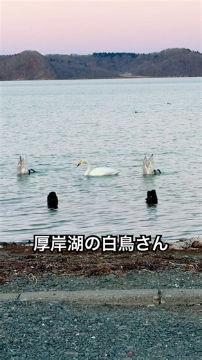 厚岸湖の白鳥🦢 #shorts