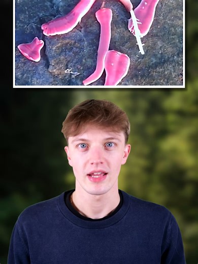 Top 10 Most Powerful Animals in Nature