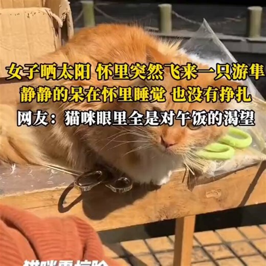 四川抱游隼的女人最近火遍全网但我敢说90%的人都没看懂她最牛的地方在哪。好多人说她运气爆棚才有猛禽主动投怀，当时现场有人直接开价一万要收，还有一堆人起哄说这是天降福气，劝她赶紧带回家养着沾喜气，她连头都没抬，转头就打了野生动物救助站的电话。我最戳心的是她怼买家的那句“把它关笼子不是养，是杀了它”，多少人嘴上喊着爱动物，本质爱的是把稀罕玩意攥在手里显摆的优越感，真的敬畏从来都不是占为己有，是明明送到你怀里的宝贝，你也清楚它属于天空，半分贪念都不起。换作是你当时在现场，面对一万块的开价，你能做到丝毫不动心吗？