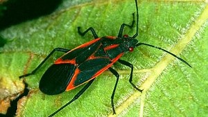 Bugged: Here's what to do when this red-striped bug moves in