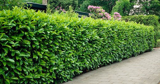 Kirschlorbeer-Hecke: Vorteile und Nachteile im Überblick
