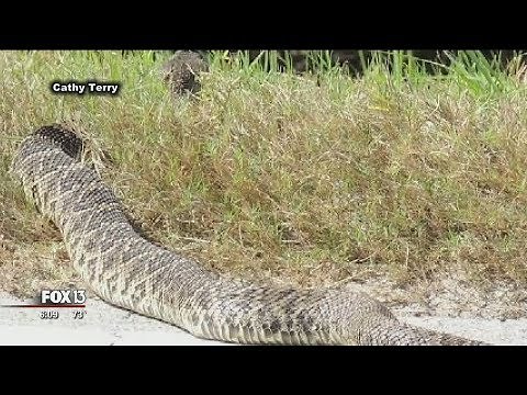 Large rattlesnake startles Florida birdwatchers