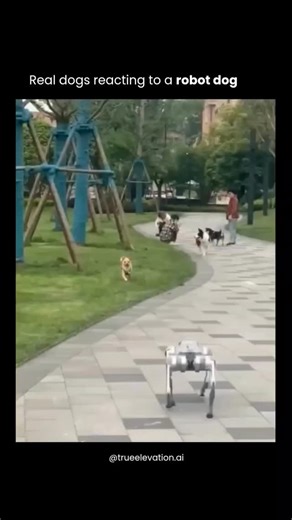 True Elevation AI on Instagram: "A short viral video shows a quadruped robot dog walking through a park in China while real dogs react in different, often funny ways—some bark, some run away, and at least one freezes in confusion—capturing both curiosity and unease from bystanders; the clip highlights how lifelike gait and smooth movement make robotic dogs seem uncanny to animals and humans alike. These machines are produced by companies such as Unitree, Xiaomi, and Boston Dynamics and are marke
