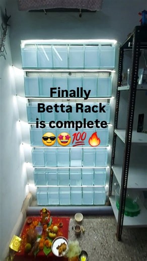 21K views · 53 comments | Betta rack is complete 朗 FINAL CHAPTER Making betta rack See how I transform my door into a betta fish rack #betta #fish #bettafish #petcarat #bettarack #fishro #diy #rack #fishbreeding | Pet Carat | Facebook