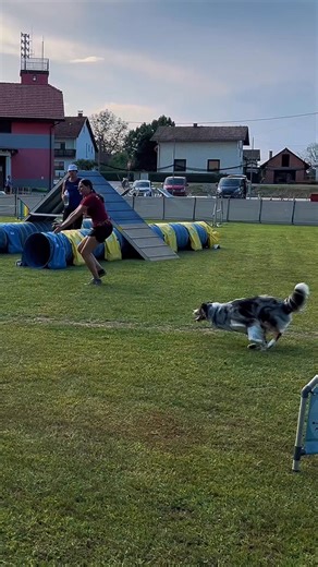 3.8K views · 20 reactions | No matter how strong your dog is -...