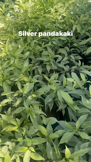 Magandang itanim in groupings laging hanapin ito sa puesto namin at d nawawala sa mga lanscaping projects. #fbreelsvideo #lifestyle #plantita #onlineseller #teamangatan | Plant Selling R Us