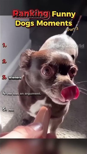 Ranking Funny Dogs Moments | Part 3 #funnydogs #dogshorts #dogcompilation #shorts