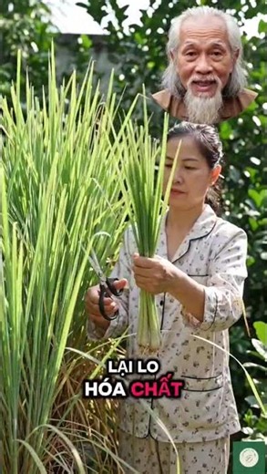 Get Rid of Mosquitoes at Home with Just Lemon and Lemongrass – Great Natural Health Tips for the ...