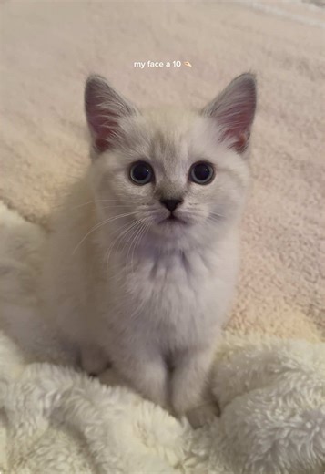 Adorable Scottish Fold Kittens Taking Over TikTok