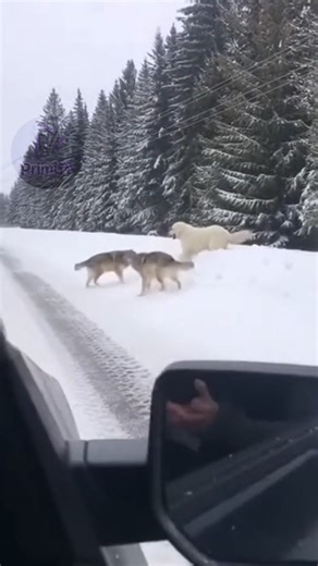 Andrew Sams on Instagram: "A tense video filmed from the side of a snow-covered road shows two wolves confronting and attacking a Great Pyrenees near a dense forest. Recording from the safety of his car, a man can be heard shouting out the window in a desperate attempt to scare the predators away and protect the dog, capturing a raw moment of wildlife danger unfolding in real time"