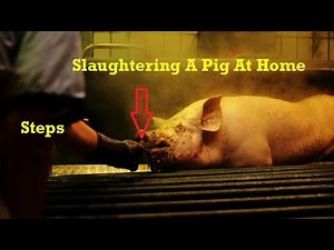 Slaughtering A Pig How To remove pig Hair After killing A pig #pigkill #killpig #pigfarming #hogs