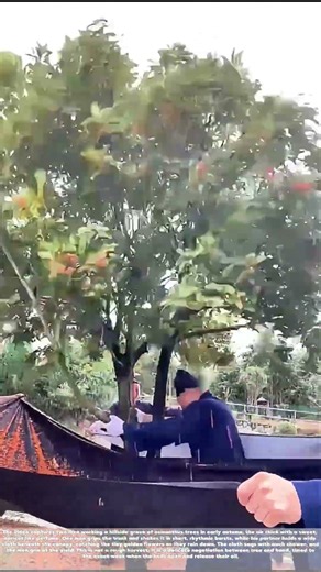 Shaking the Fragrance: How Two Men Harvest Osmanthus Without Bruising a Blossom