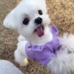 13K views · 2.8K reactions | <3 <3 <3 | Puppies Club | Facebook