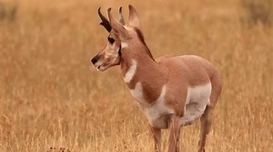 Pronghorn Yellowstone National Park Wyoming Stock Footage Video (100% Royalty-free) 1101625991 | Shutterstock