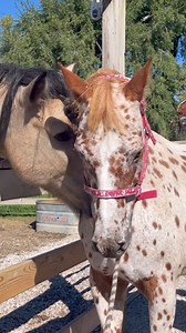 Part 2 of reintroducing my appaloosa Jiminey to tough guy Lumiere. They are so dramatic lol. #appaloosa #buckskin #friendorfoe | Queen of Horse