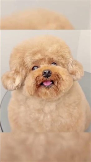 Decode the Little Dog's Secret Language