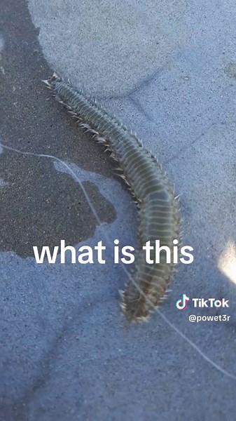 Discover the Fascinating Sea Centipede in Sydney