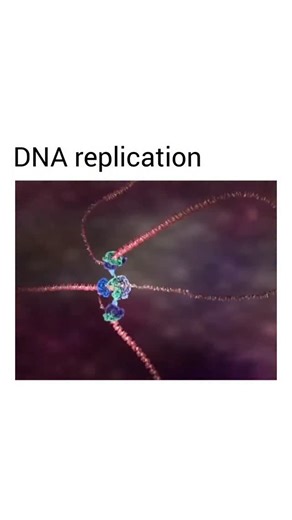 Unidad Biotecnologia on Instagram: "Las enzimas helicasa y polimerasa trabajan conjuntamente para llevar a cabo la replicación del ADN, a partir de una cadena molde (ADN parental). Primero, una enzima llamada ADN helicasa separa las dos hebras de la cadena molde. Esto forma una estructura llamada horquilla de replicación que separa a ambas hebras para que luego, la ADN polimerasa pueda utilizar a cada una como plantilla para construir una nueva hebra de ADN (ADN hijo). #biology #molecularbiology