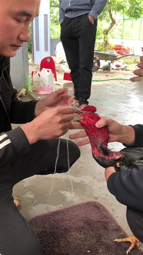 Hướng dẫn tết mỏ cho chiến kê chuyên nghiệp