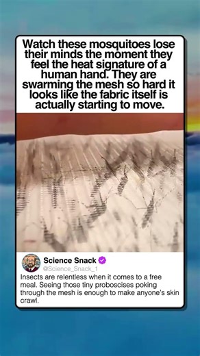 THOUSANDS OF HUNGRY MOSQUITOES SWARMING