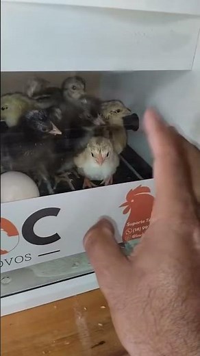 INCHOC incubator, everything you need to know to successfully hatch eggs! Full video on the channel!
