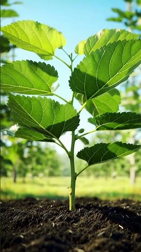 Incredible Mulberry Plant Timelapse #plants