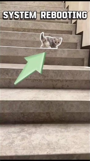 CAT.EXE HAS STOPPED WORKING 💀 #Shorts