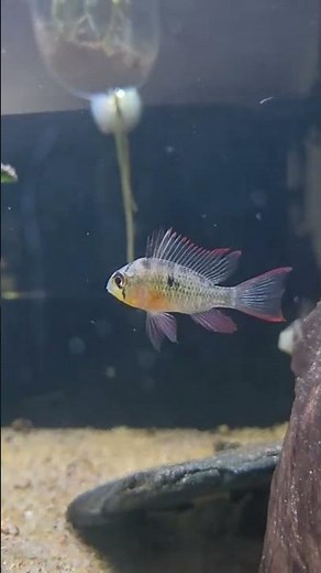 Top 5 Dwarf Cichlids for Your Freshwater Aquarium