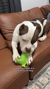 7.7K views · 2.2K reactions | Genuinely soul dog material 沈 To watch the rest of Goliaths journey, follow @mythologicaldogs #fosterdog #dogrescue #rescuejourney #bullybreedlove #doghealing #instadog #gentlegiant #dogsofinstagram #bullybreeds #xlbully | Mythologicaldogs | Facebook