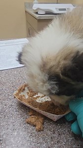 Sandra Compton Paw'Patrol on Reels