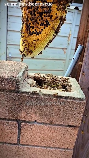 Hidden Bee Colony Safely Relocated