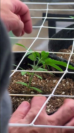 How I SCROG My Autoflower Early 👀