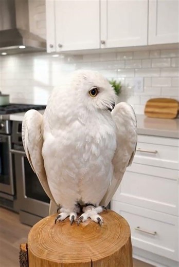 A Majestic Visitor in the Kitchen! ❄️🦉 #owl #birds