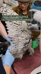 Help support a raptor starting from the moment of admission, like this snowy owl, the first of the winter season. Your Give to the Max gift to The Raptor Center will be matched up to $80,000 thanks to our raptor heroes. You can be a raptor here, too, by checking out our giving page linked in the top of this video's comments! After falling into a wastewater management tank, this owl was covered in contaminants, and as a result, its flight was impaired. Not to mention the owl's beautiful white fea