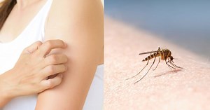 Video: el momento exacto en que un mosquito “explota” después de un banquete de sangre