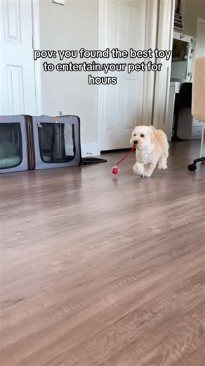 Tired of zoomies, chewed shoes, and nonstop attention? SmartPlay™ moves on its own to keep your dog active, engaged, and actually tired out. Perfect for busy owners who still want a happy, well-stimulated pup. Limited stock — grab yours before they’re gone. | SmartPlay