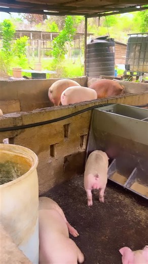 #viral #pig #jbfarmandadventures #jamaica #usa #876 #pigboss