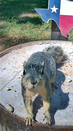 Squirrel Tries to Check Out the Camera 🐿️📸