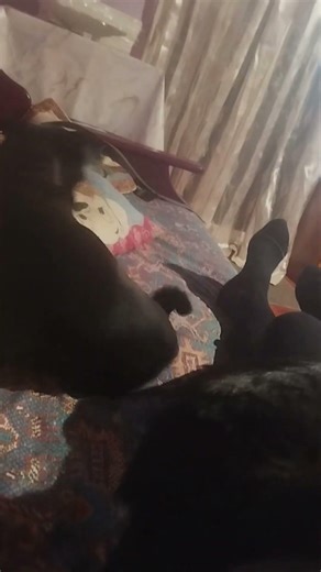 ruby and ruxy #puppy #love