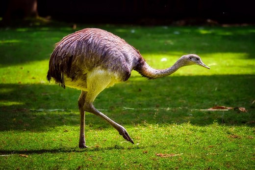 Why Ostriches Cannot Fly? — Farm & Animals